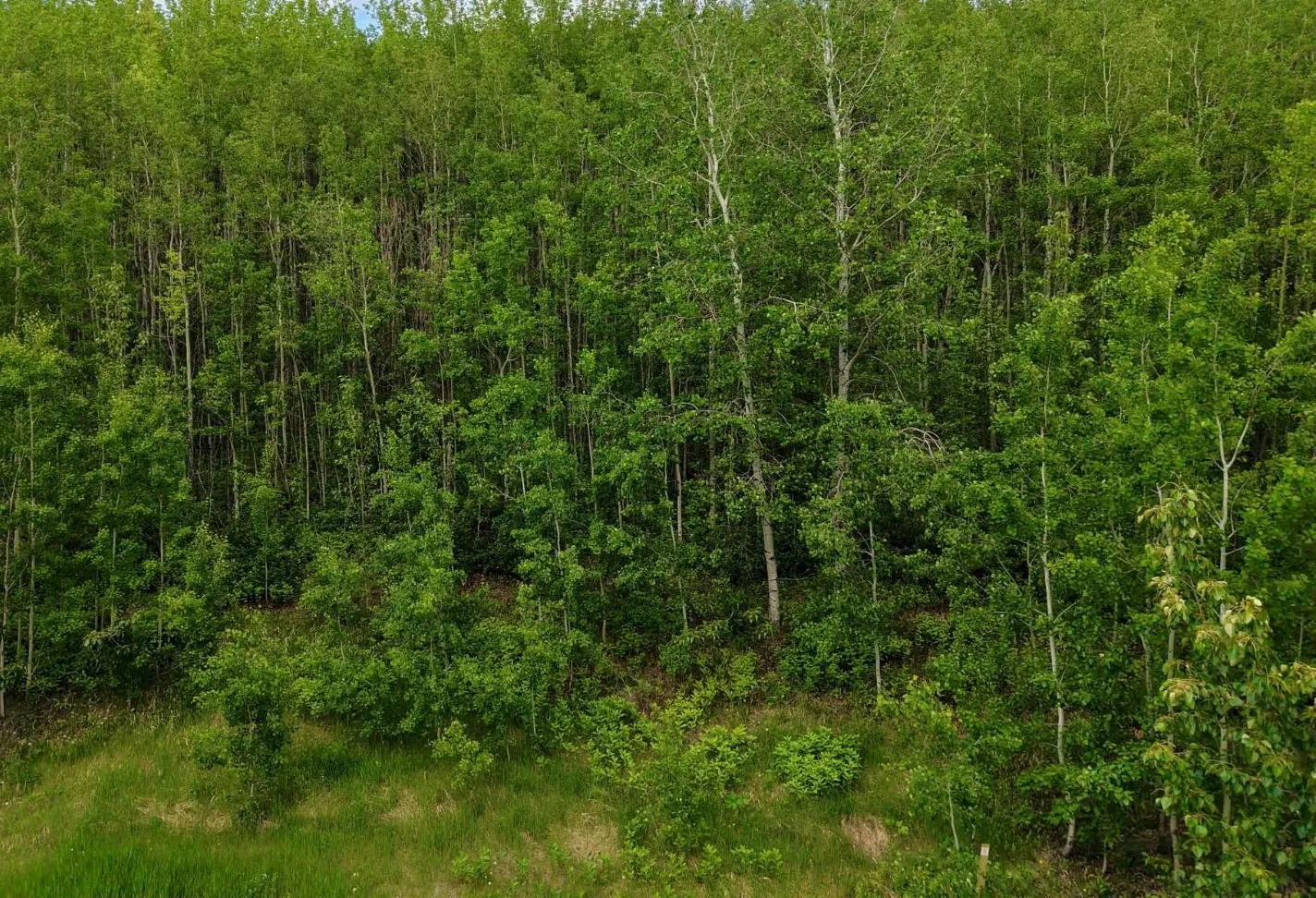 Lot 1 Kendrew Subdivision, Pouce Coupe, BC — photo 6