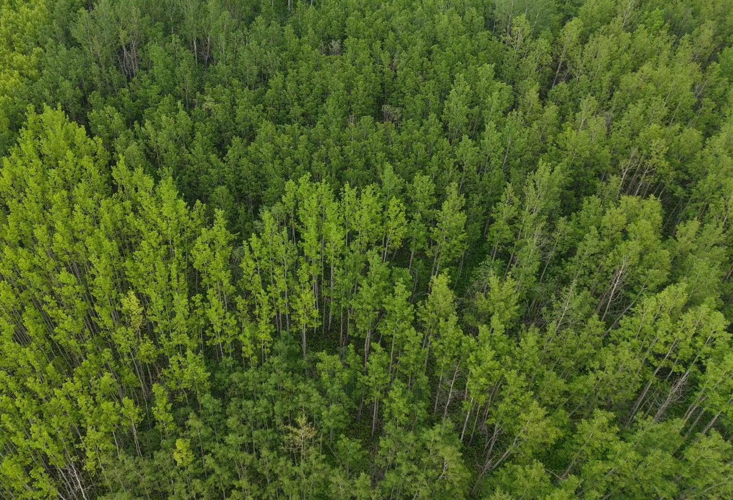 Lot 1 Kendrew Subdivision, Pouce Coupe, BC — photo 8