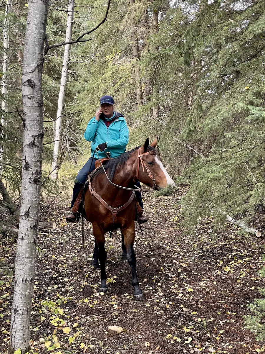 Working horse on a Peace Country ranch